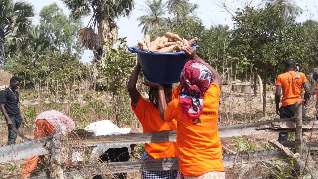 Harvested cassava crops