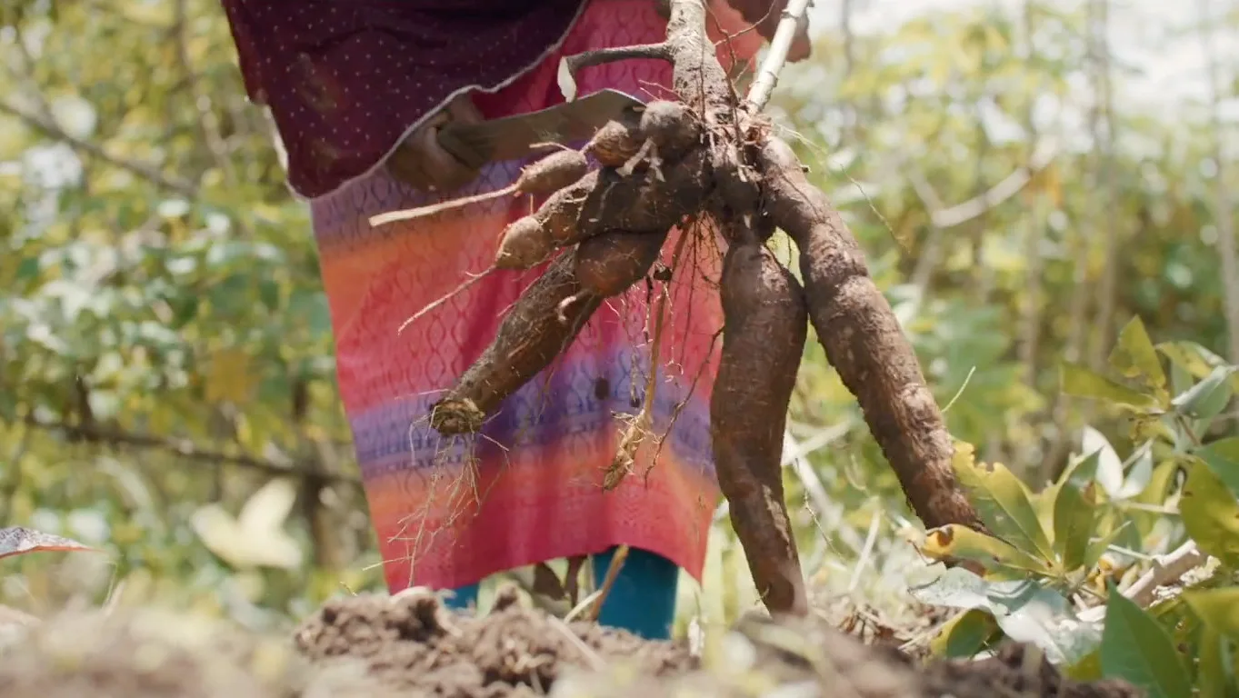 Harvesting crops in Nigeria