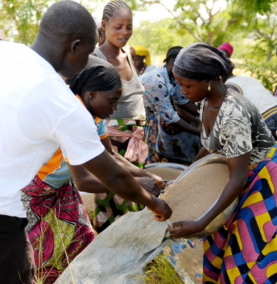Farmers from The AKÉ Collective bagging up moringa ready to retail